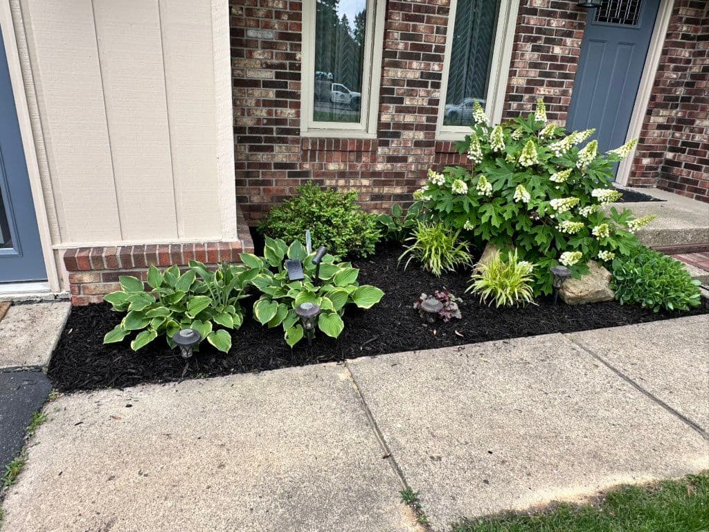 Jardín de entrada con hostas, hortensia blanca y mantillo oscuro