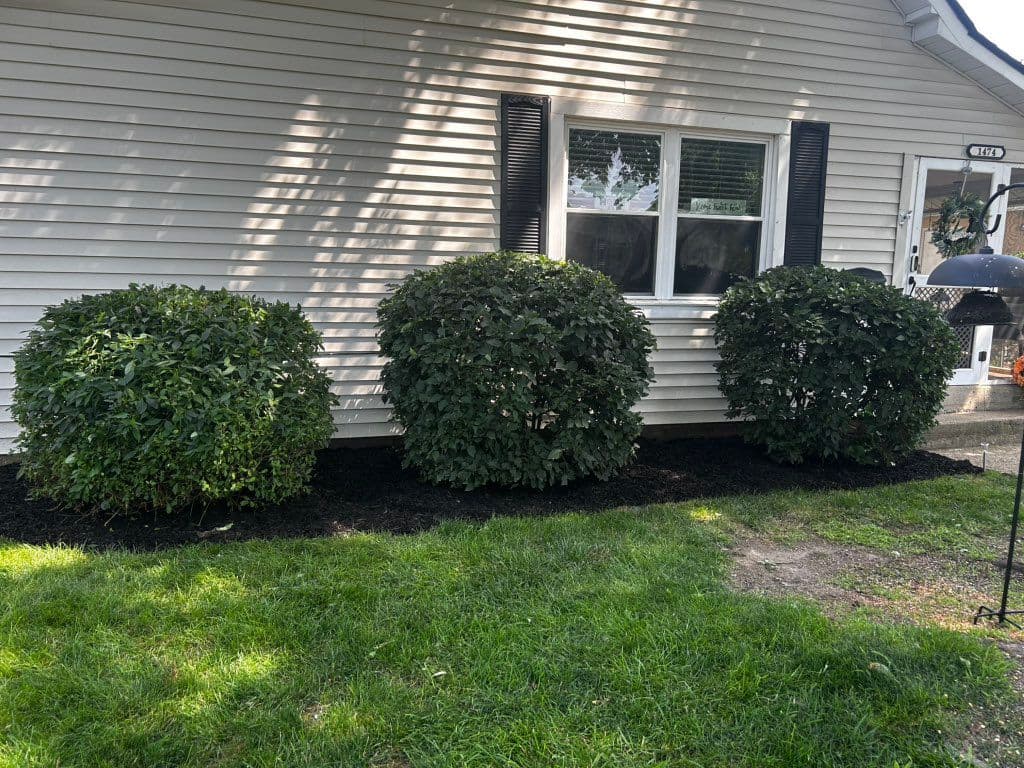Three rounded shrubs trimmed along house front with fresh dark mulch