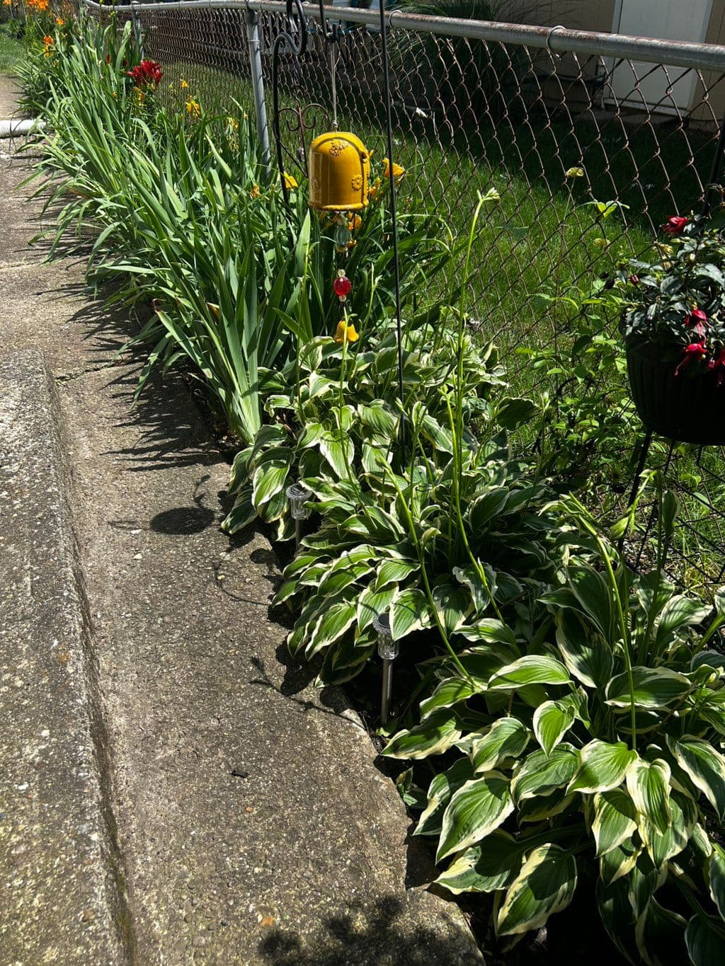 Hostas and irises planted along chain-link fence beside concrete sidewalk