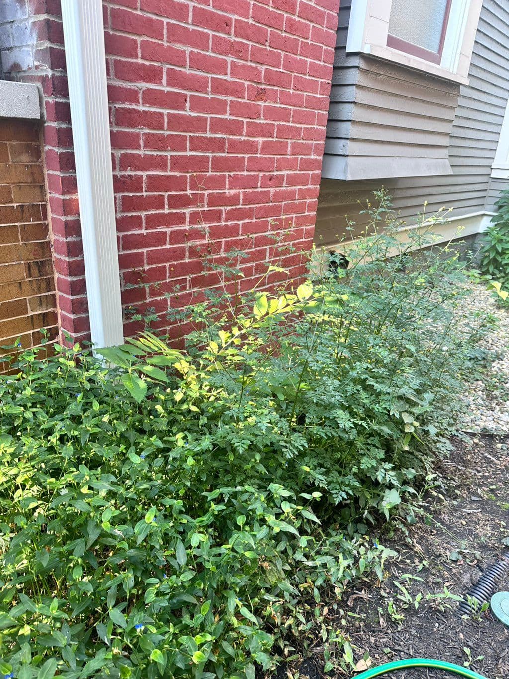 Overgrown shrubs and weeds along brick house foundation before cleanup