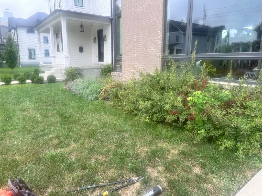 Overgrown front yard shrubs beside brick home before cleanup work