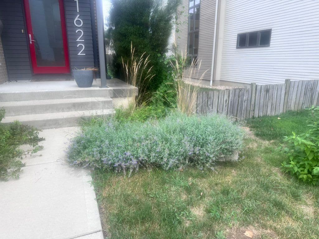 Overgrown front yard with catmint, ornamental grass, and weeds near entrance steps