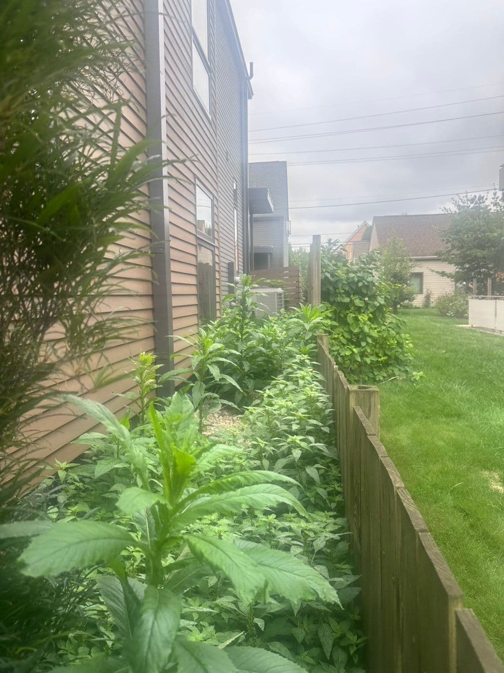 Overgrown weeds along house foundation beside wood fence line