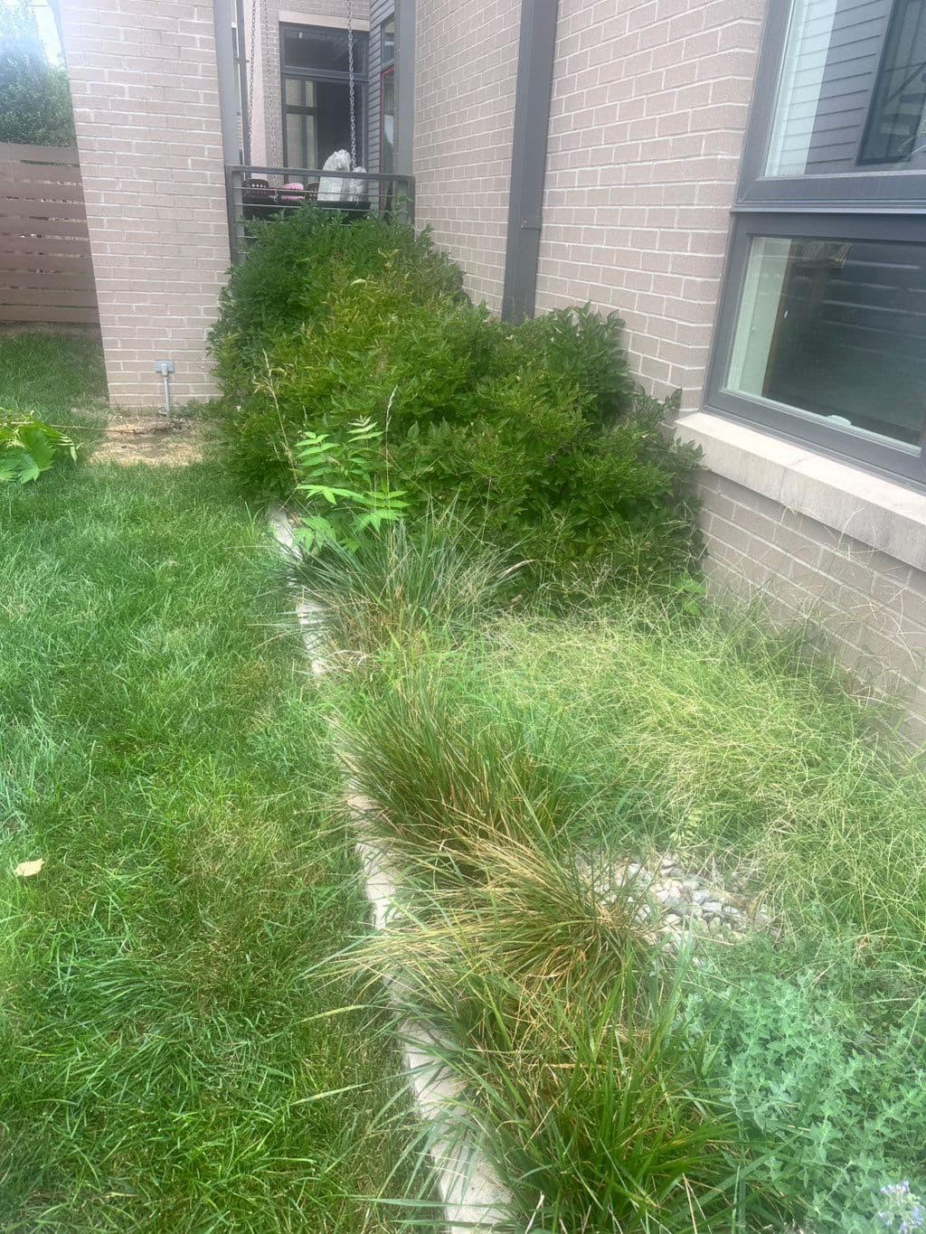Overgrown flower bed with weeds and ornamental grasses beside brick house