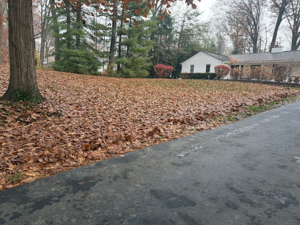 Fall leaves cleared from driveway edge beside large tree and house
