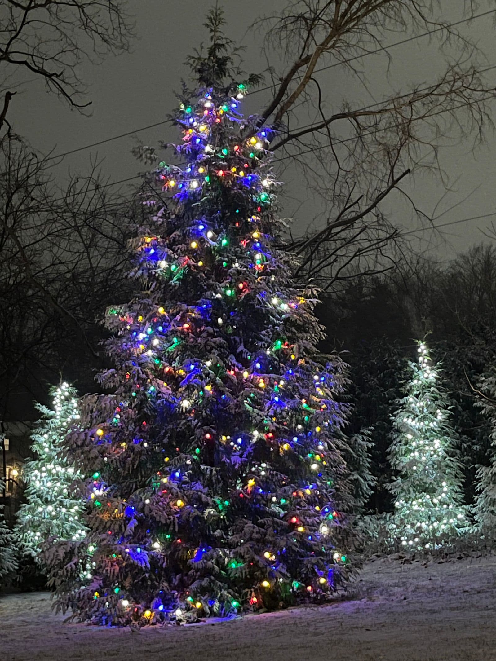 Large outdoor evergreen tree decorated with multicolor lights in snow at night