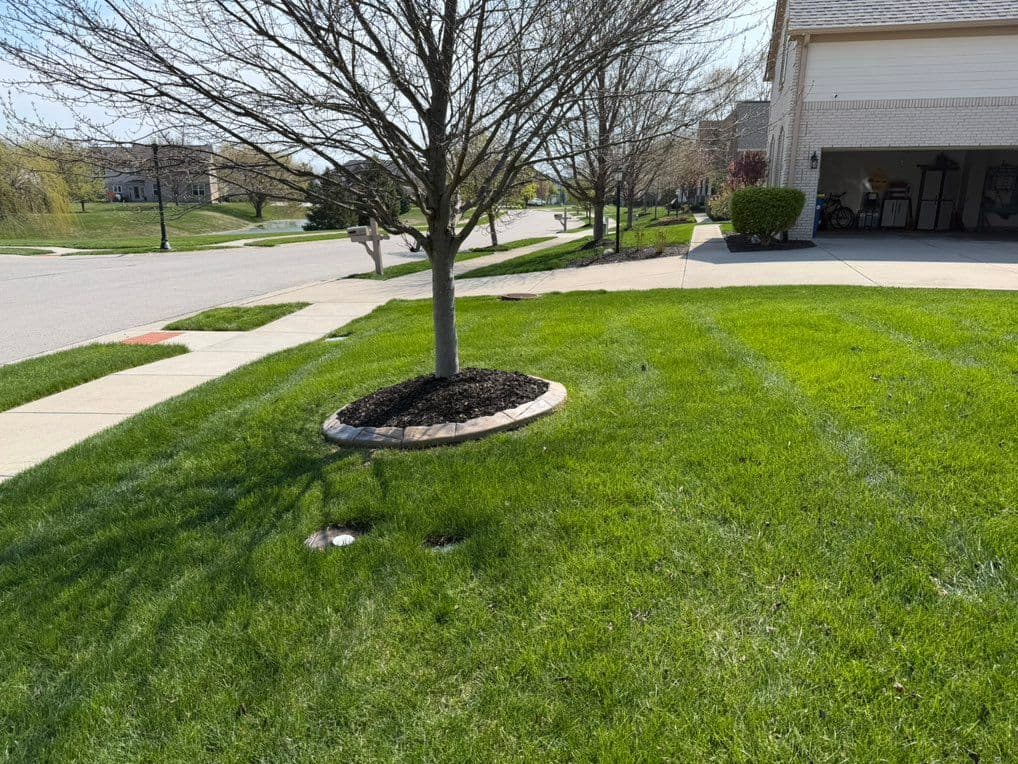 Dark mulch ring with paver border around tree in front yard