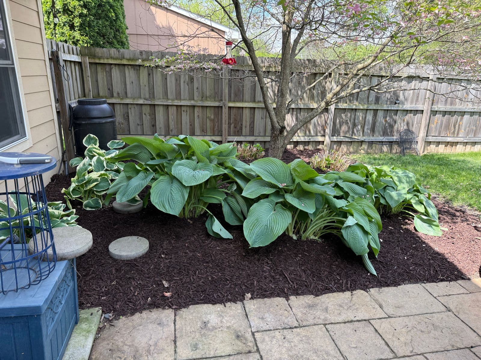 Mulched garden bed with large hosta plants beside backyard patio