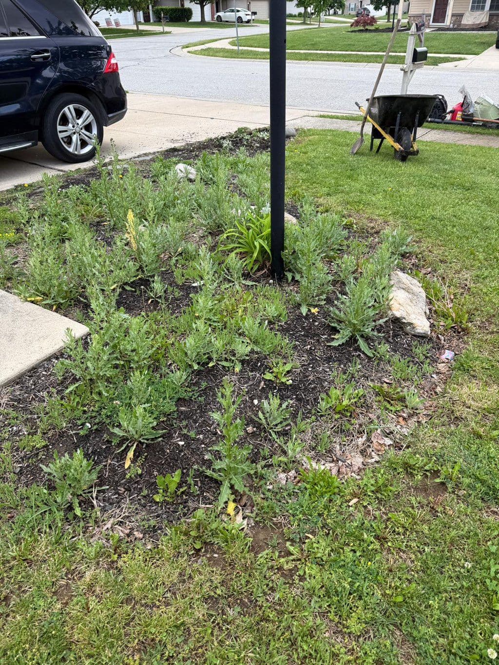 Front yard mulch bed with perennials around a lamppost being weeded