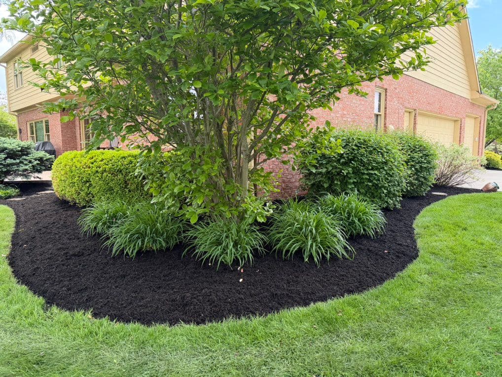 Black mulch bed with tree, ornamental grasses, and trimmed shrubs by brick house