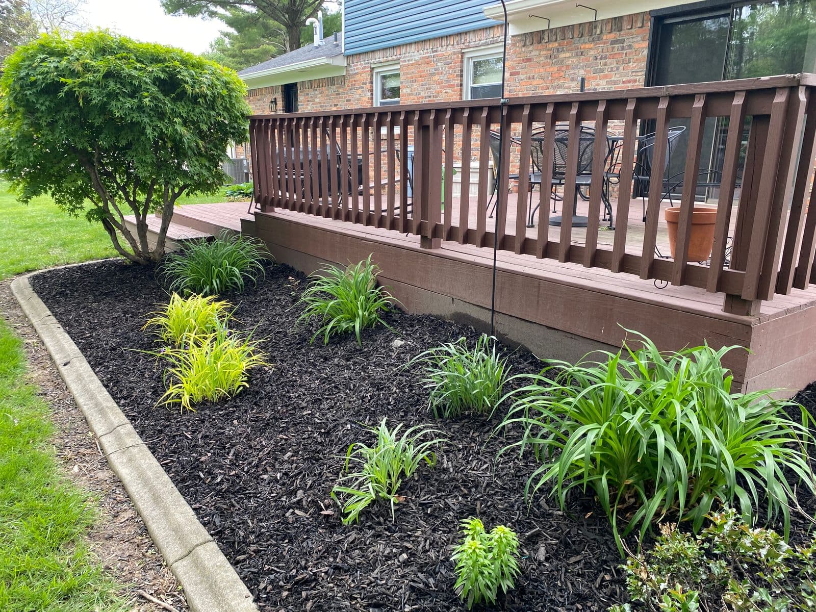 Dark mulched garden bed with ornamental grasses along brown wooden deck