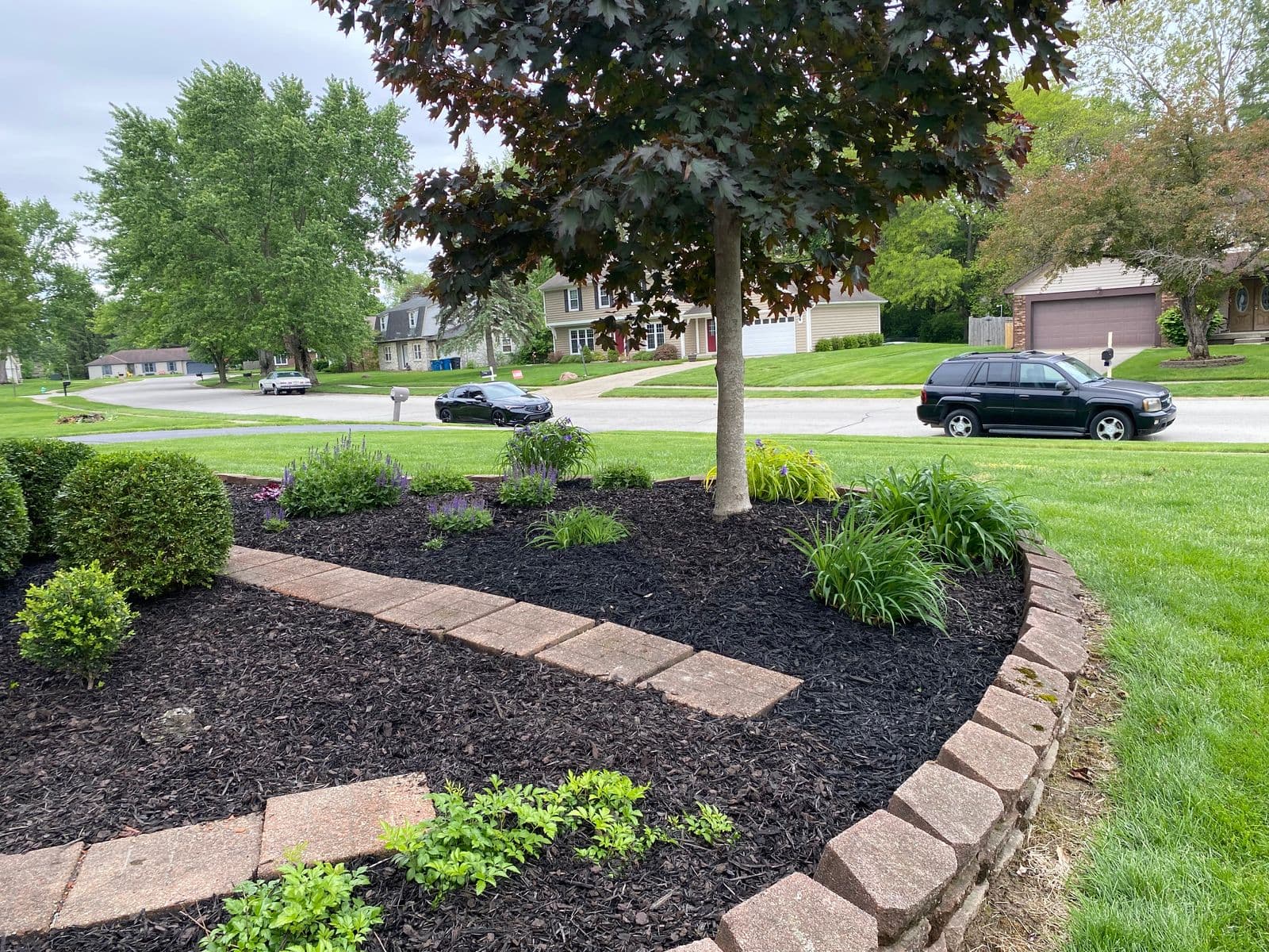 Front yard flower bed with dark mulch, brick edging, and red maple tree