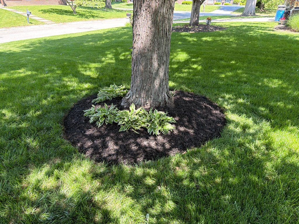 Round mulched tree ring with hostas planted around trunk in lawn