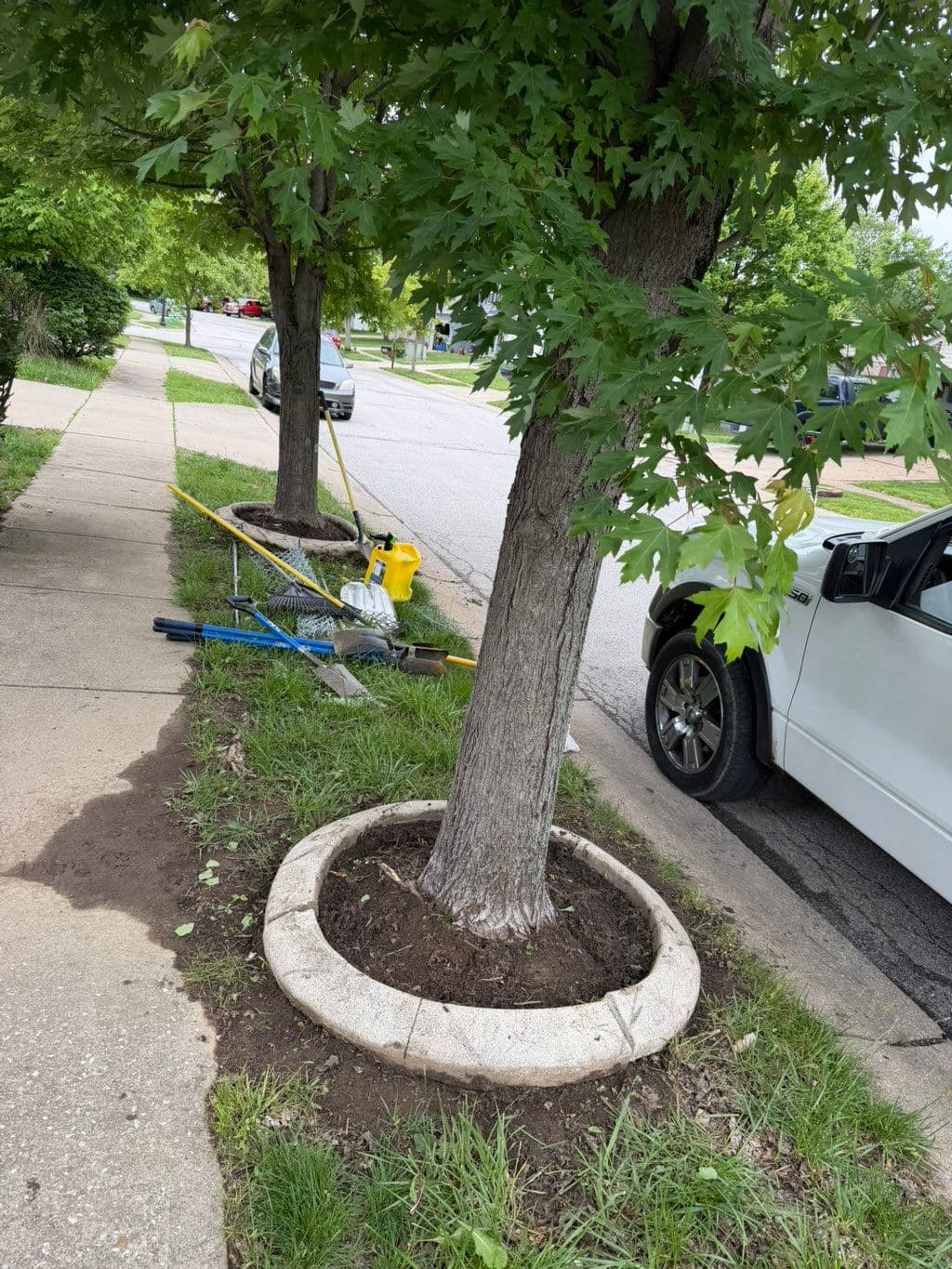Street trees with concrete ring borders freshly mulched along sidewalk